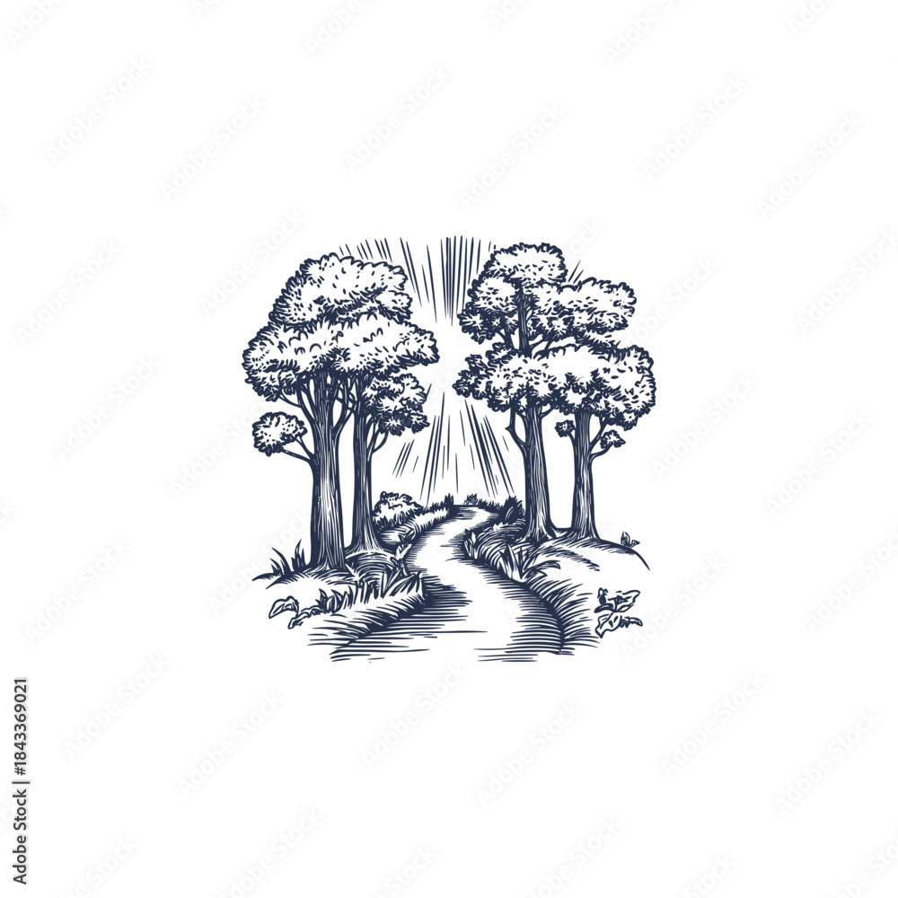 Fototapeta premium Peaceful and detailed vintage engraving style illustration of a serene forest landscape with tall, lush trees flanking a winding river or path, illuminated by radiating sunlight