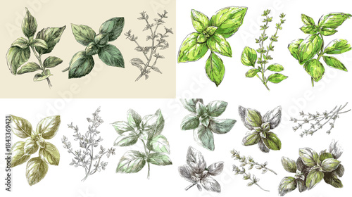 Detailed hand drawn basil illustration showing leaves, sprigs, and botanical variations in soft natural tones for culinary and herbal design themes.