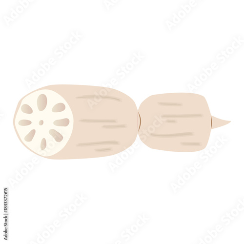 蓮根のイラスト　炭水化物の多い野菜