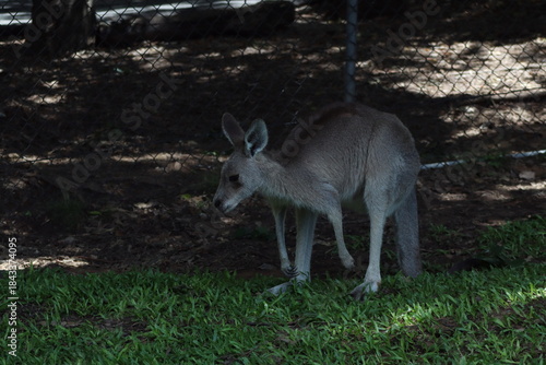 kangaroo in the zoo