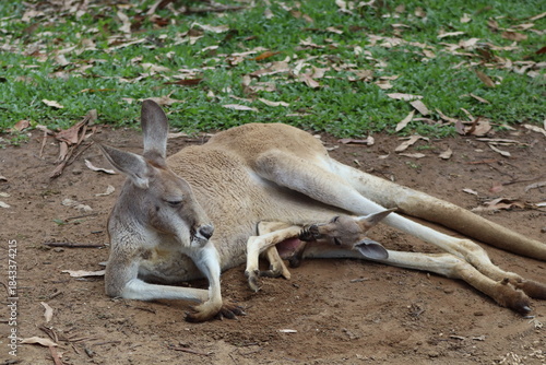 kangaroo with baby