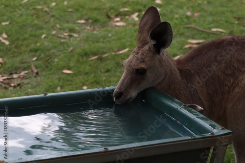 thirsty kangaroo
