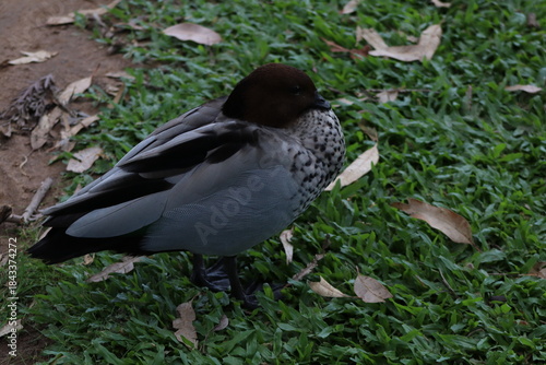 tired duck in the grass