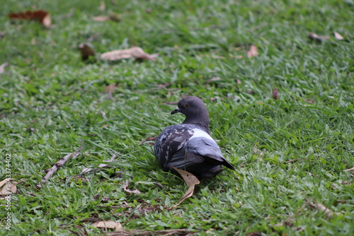 pigeon on the grass
