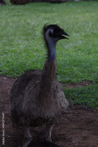 emu in the zoo