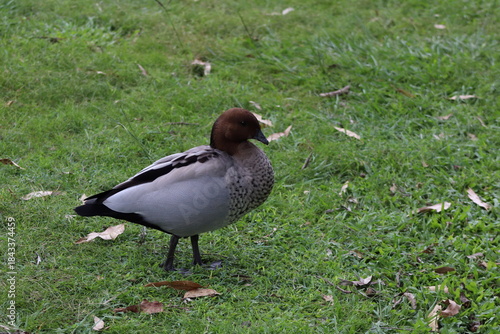 duck in the grass