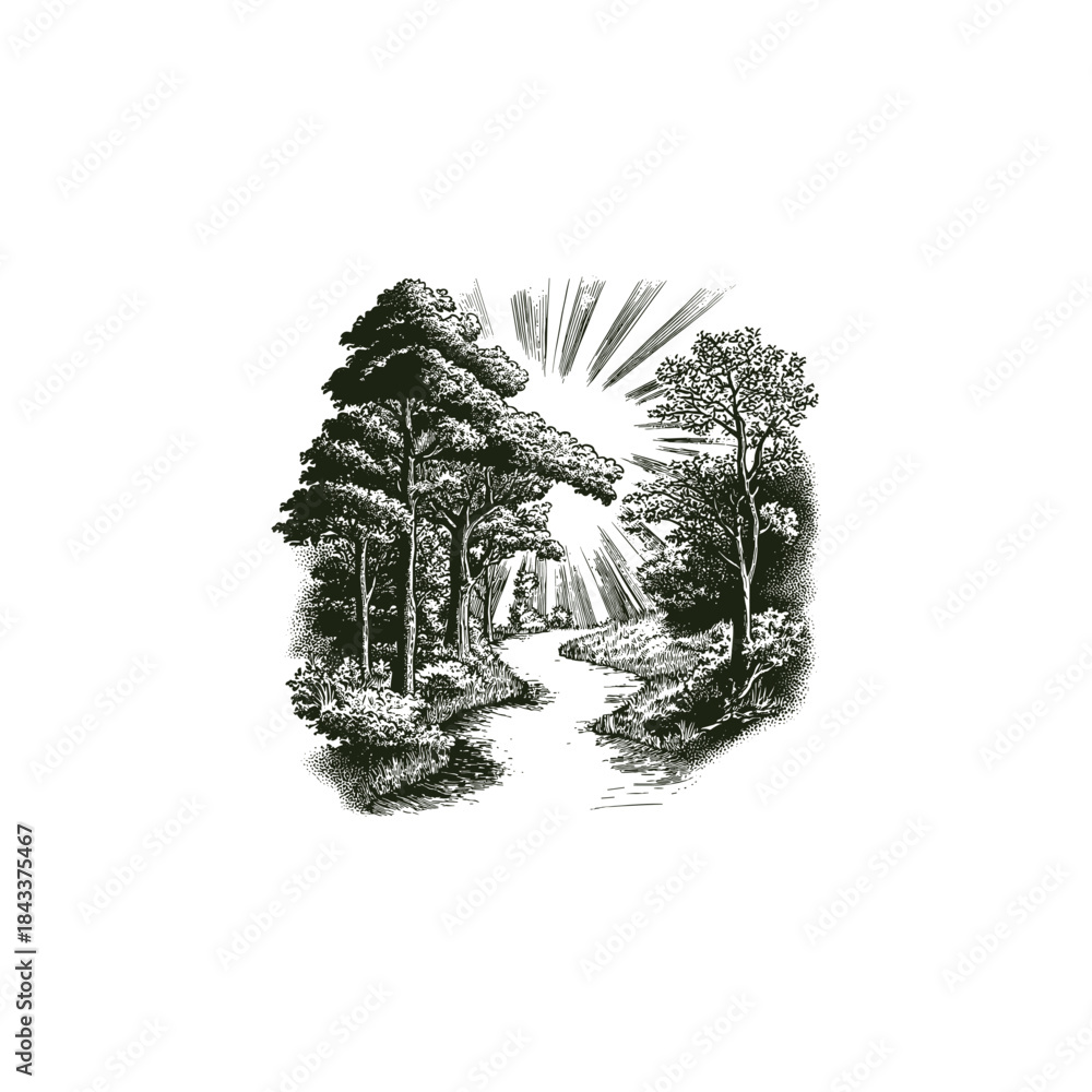 Fototapeta premium Peaceful and detailed vintage engraving style illustration of a serene forest landscape with tall, lush trees flanking a winding river or path, illuminated by radiating sunlight