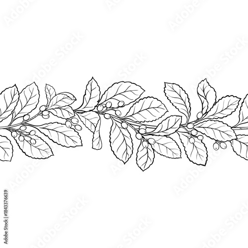Yerba Mate Branch with Berries and Leaves Outline Horizontal Seamless Pattern. Vector isolated for design or decoration.