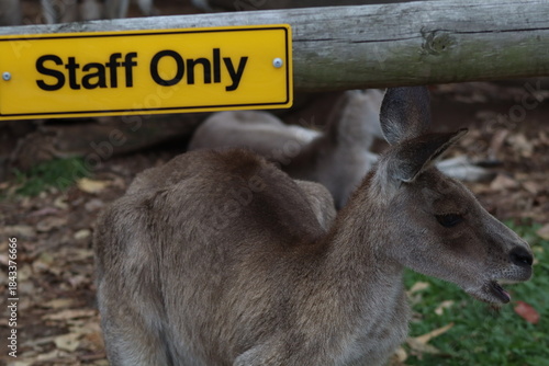 kangaroo in the park