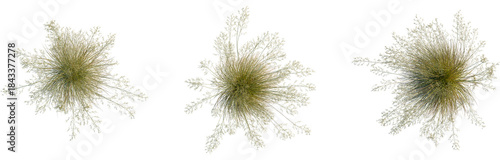 Tableau sur toile Celtica gigantea tree plan, top view, cutout, transparent background, isolate, L