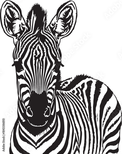 Curious zebra portrait looking forward black and white illustration transparent background