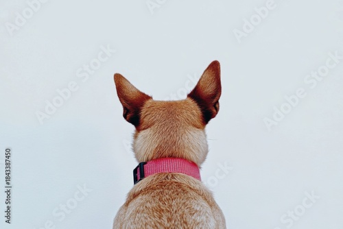 Curious dog with pink collar looking away against white background