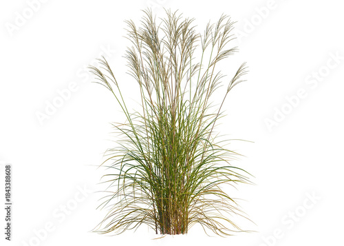 Schilderij op canvas Miscanthus nepalensis tree, front view, cutout, transparent background, isolate,