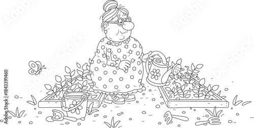 Happy granny gardener watering small green sprouts of vegetables in her summer kitchen garden, black and white vector cartoon illustration for a coloring book