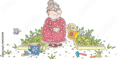 Happy granny gardener watering small green sprouts of vegetables in her green summer kitchen garden, vector cartoon illustration isolated on a white background