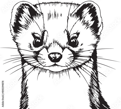Weasel black and white vector sketch illustration of its face looking forward