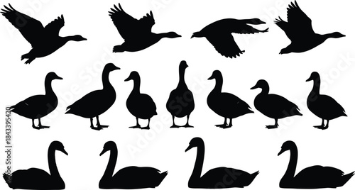 Collection of Geese and Swans Silhouettes Vector Set, Diverse Waterfowl Birds Flying and Swimming, Aquatic Wildlife Graphic Icons for Nature, Ornithology and Animal Design Elements.