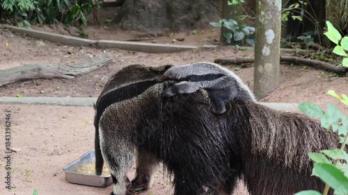 Footage of Adorable 3-week-old Giant Anteater pup riding on his mother's back all the time