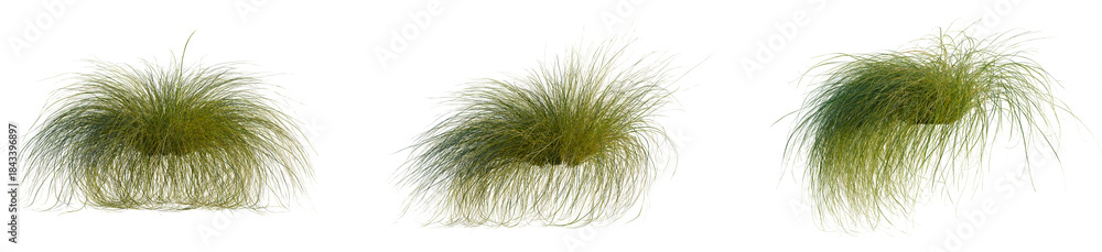 Fototapeta premium Carex comans tree, front view, 4k png, transparent background, cutout isolate, Lush green foliage, dense forest undergrowth, vibrant natural texture, organic background, serene landscape