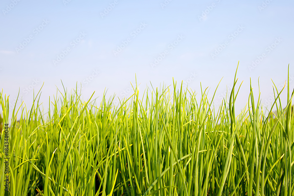 Fototapeta premium Vibrant green grass swaying gently under clear blue sky