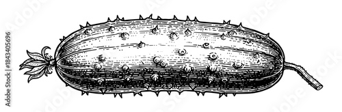Prickly cucumber line drawing with leaves and stem
