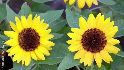 Footage of a Pair of Vibrant Color Sunflowers Blooming in the Gentle Wind