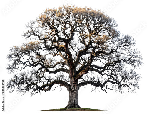 Tall Bare Tree with Branches Reaching Up Transparent Background.