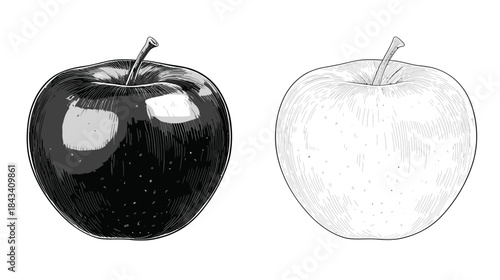 Monochrome hand-drawn apple illustration set, with a shaded black and white fruit and a crisp line art outline sketch.