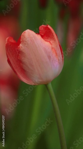 Footage of an Enchanting Gradient Pink and Red Parrot Tulip