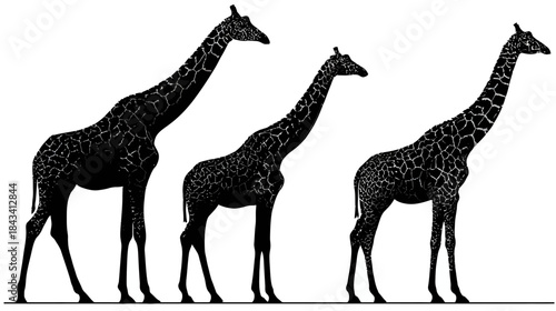Three tall giraffe silhouettes standing side by side, black vector illustration of African wildlife against a clean white background.