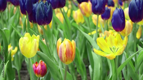 Captivating Princess Irene Tulips in Many Blooming Stages with Stunning Purple Flag Tulips Footage
