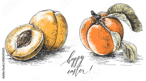 Vintage Hand-Drawn Apricot Sketch with Halved Fruit and Leaves, Happy Easter Calligraphy Greeting Illustration