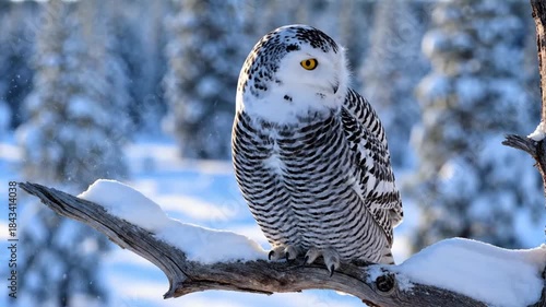 Majestic snowy owl perched on a snowcovered branch against a bright winter forest backdrop in the arctic