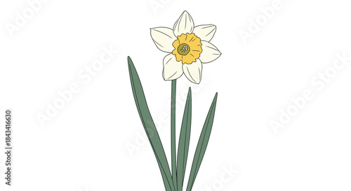 A simple and elegant vector illustration of a single daffodil flower with long green leaves, isolated on a clean white background.