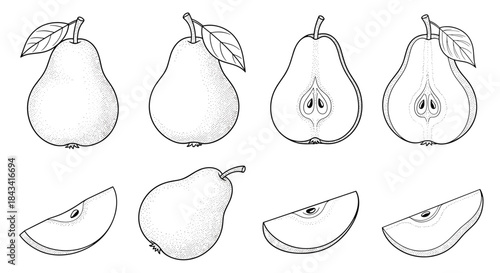 A vintage-style set of hand-drawn pears in whole, half, and slice forms, illustrated with detailed dotwork and line art.