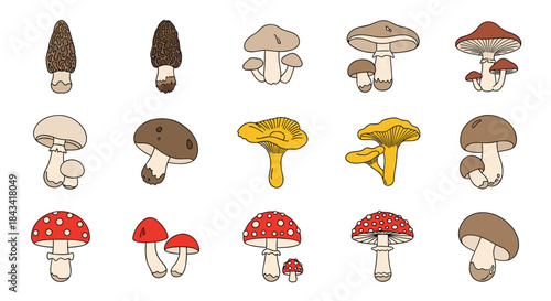 Colorful cartoon vector set of various edible and poisonous forest mushrooms like morel, chanterelle, and fly agaric on white.