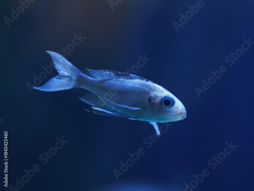 Fish cichlid in detail under the water surface.
