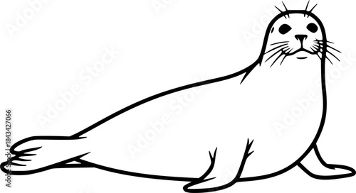 harbor seal line art silhouette vector illustration
