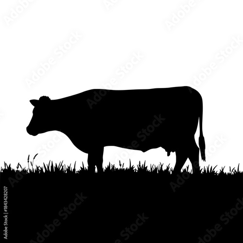 Cow Silhouette Grazing in Field for Sustainable Farm