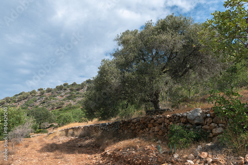 An olive tree grows on a terraced plantation on the Lasithi Plateau of Crete