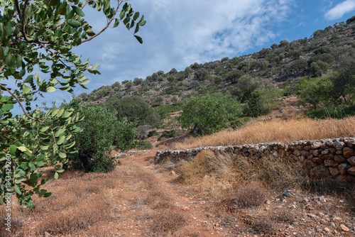 A path running through a plantation of olive and carob trees along a wall made of natural stones