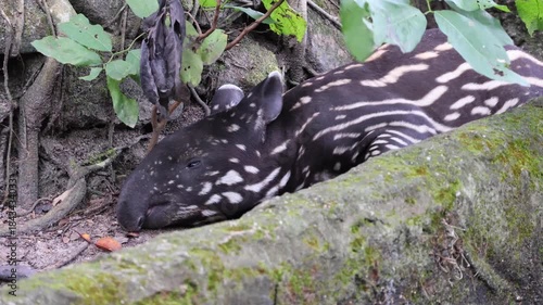 Footage of an adorable baby Malayan Tapir stretching during an active sleep at noon