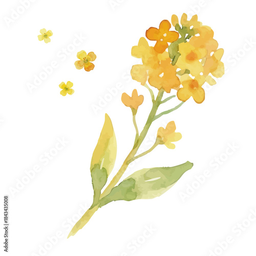 Watercolor-style rapeseed flower illustration／菜の花
