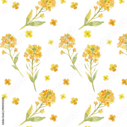 Watercolor-style rapeseed flower illustration／菜の花
