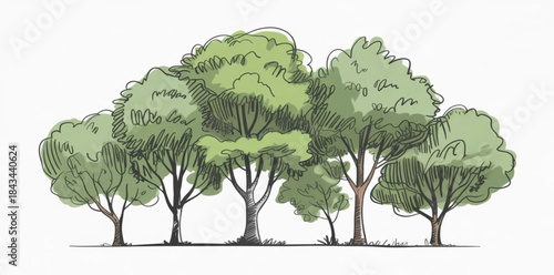 Hand-drawn vector trees in top view, sketch style with organic lines and minimal shading.