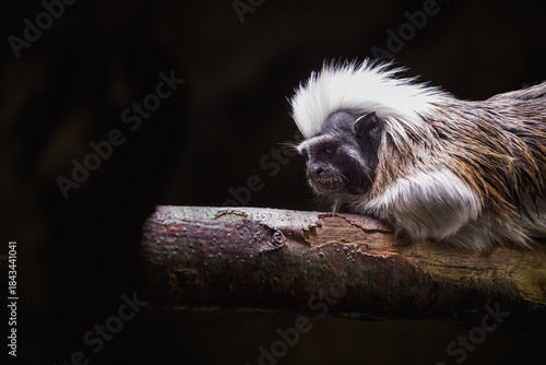 Obraz na plátně Pied tamarin on a branch kept in the zoo.