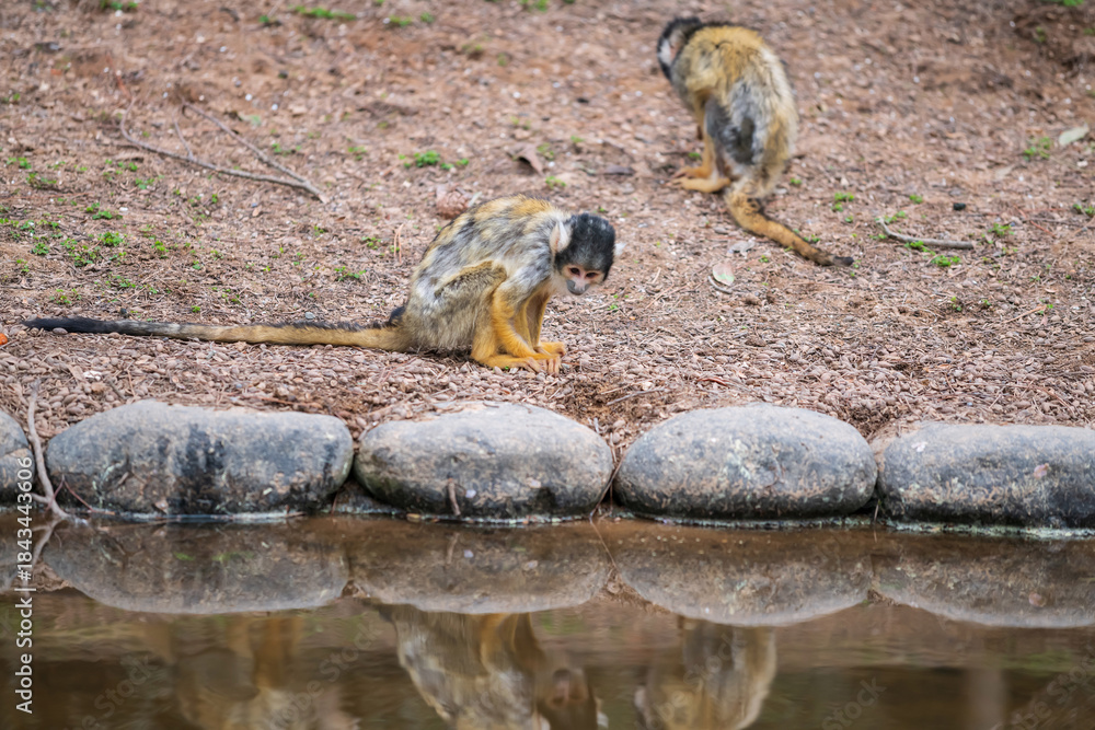 Fototapeta premium Portrait of squirrel monkey or Saimiri Boliviensis, Fukuoka zoo