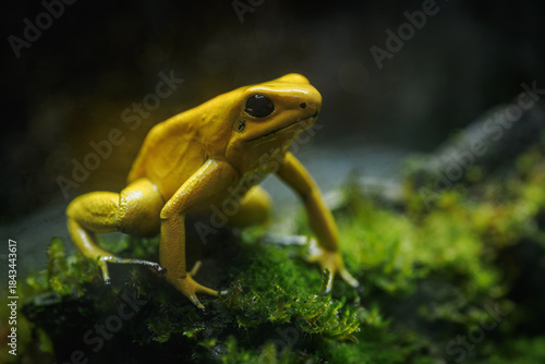 Photos Yellow terrible poison dart frog in detail.