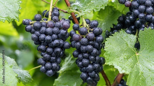 dolcetto. Close-up of ripe Dolcetto grapes with morning dew against a soft-focus vineyard in natural sunlight. menu design.