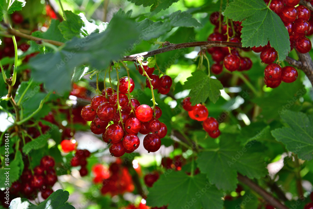 Fototapeta premium Clusters of Ripe Red Currants Hanging from Green Branches with sunbeams